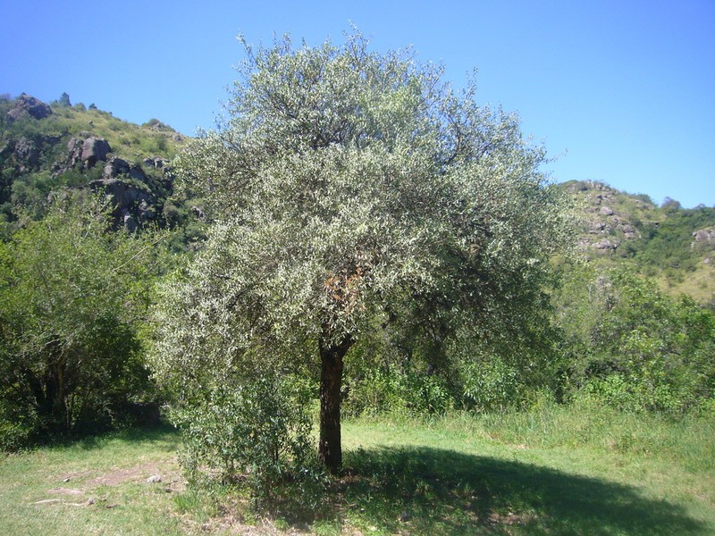 Jodina rhombifolia photo 2
