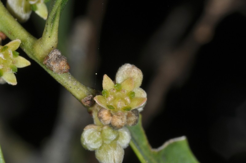 Jodina rhombifolia photo 3