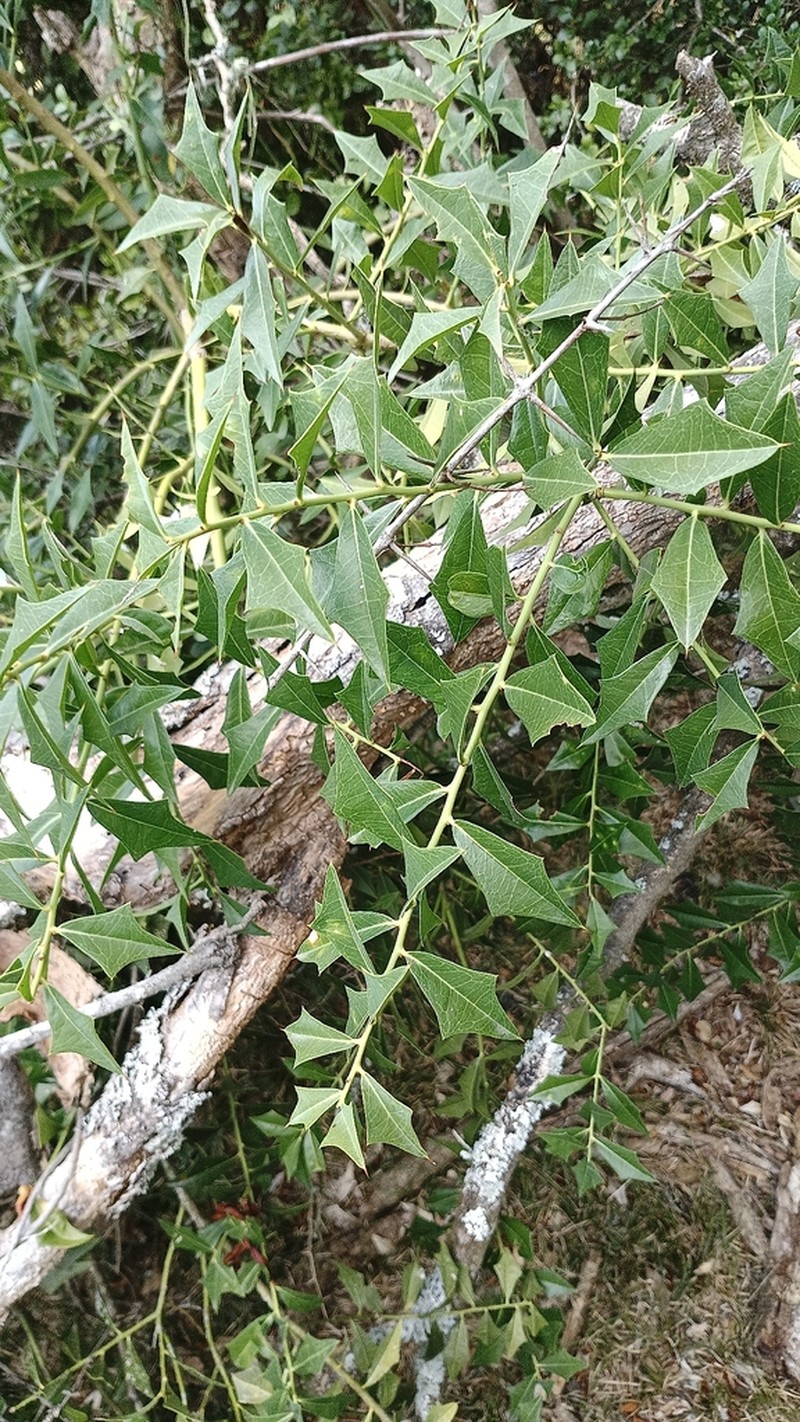 Jodina rhombifolia photo 4