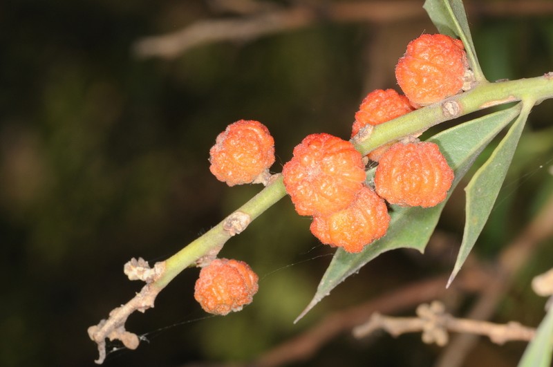 Jodina rhombifolia photo 5