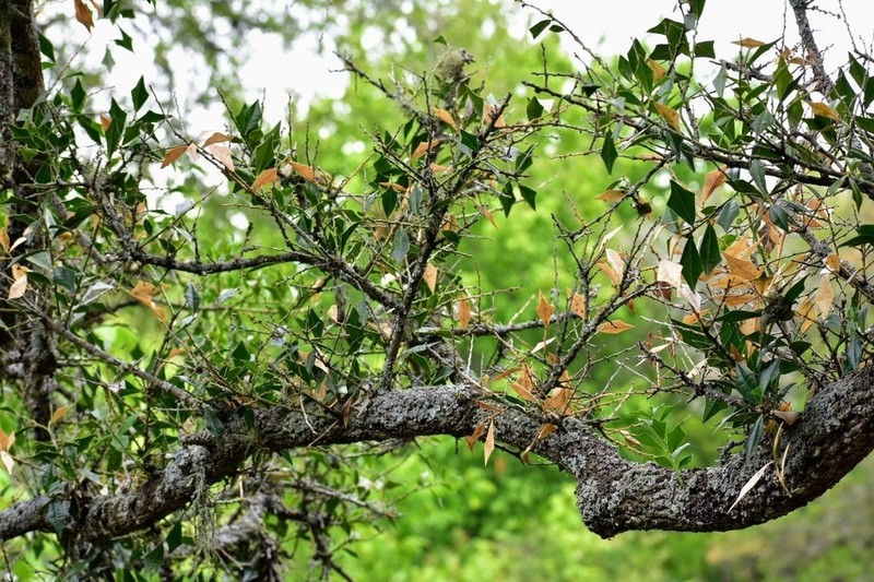 Jodina rhombifolia photo 6