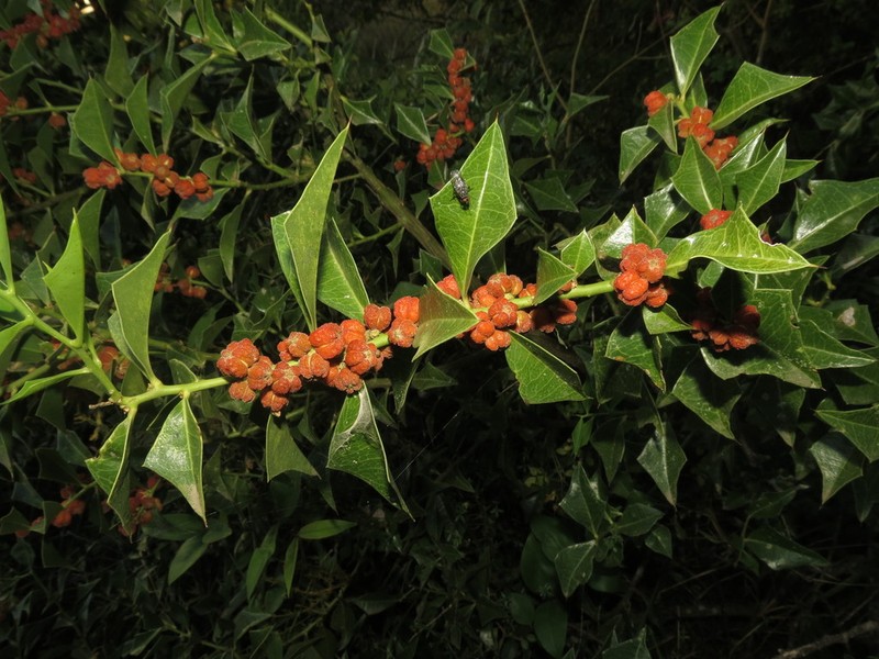 Jodina rhombifolia photo 7