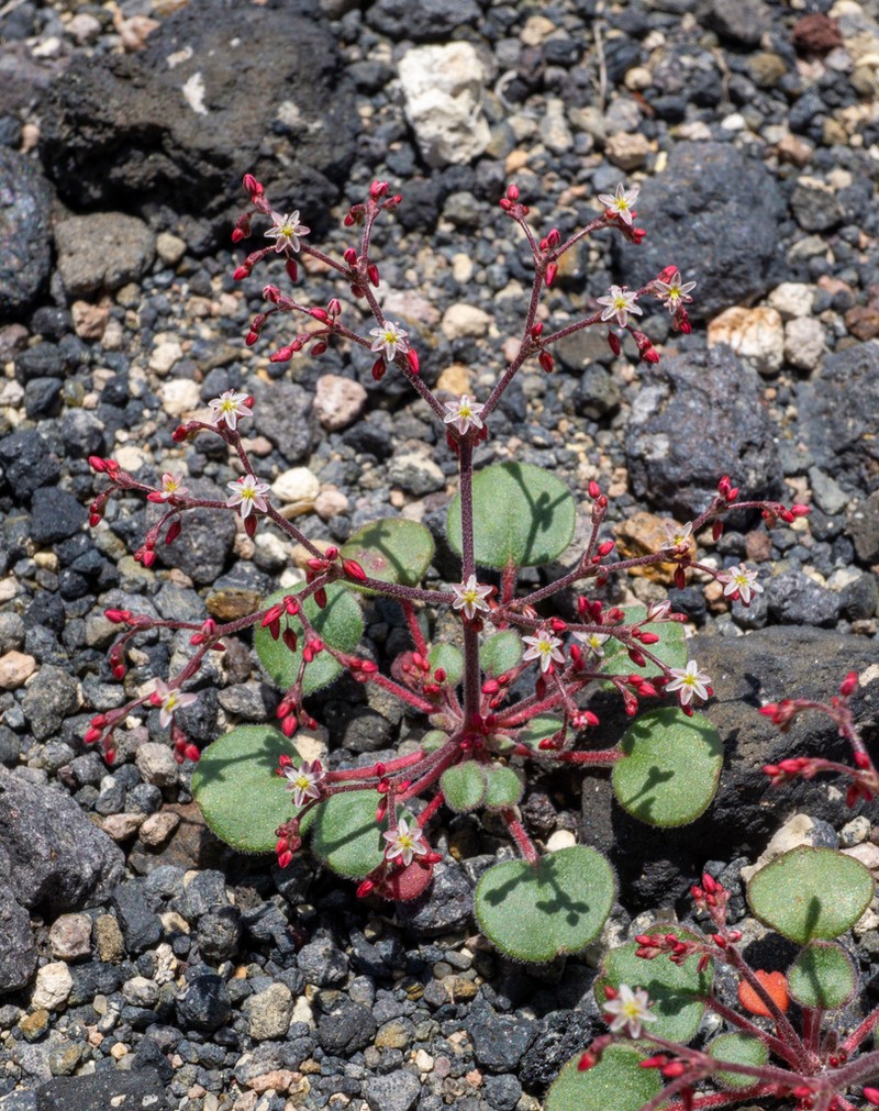 Lunar Crater Buckwheat