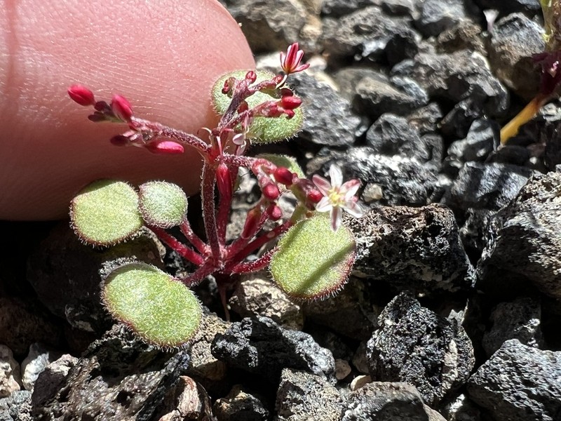 Lunar Crater Buckwheat photo 2