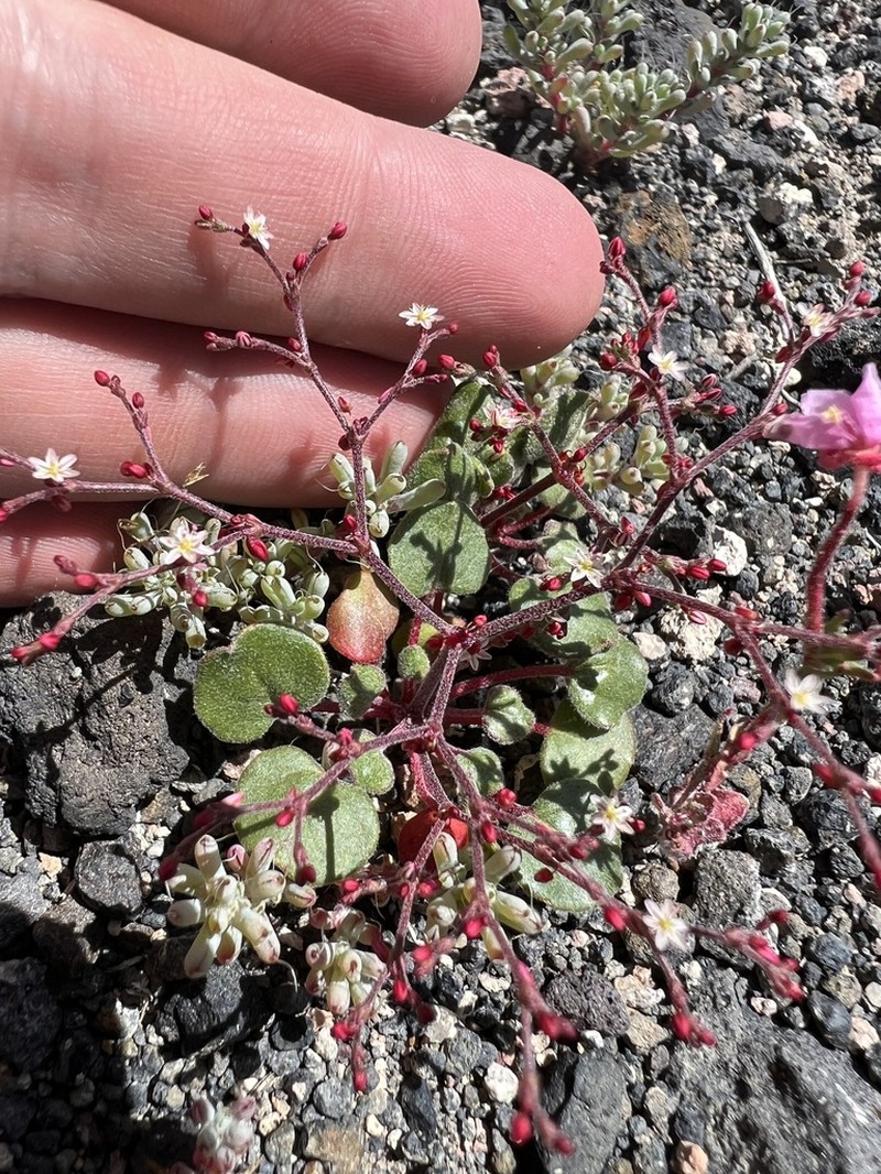 Lunar Crater Buckwheat photo 3