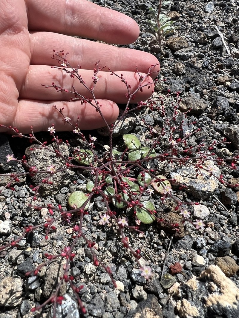 Lunar Crater Buckwheat photo 4