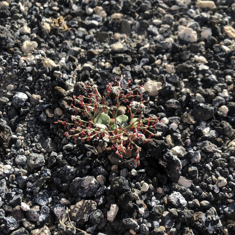 Lunar Crater Buckwheat photo 5