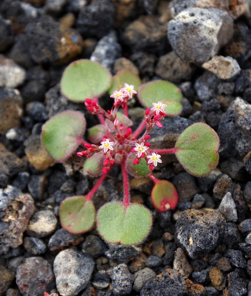 Lunar Crater Buckwheat photo 6