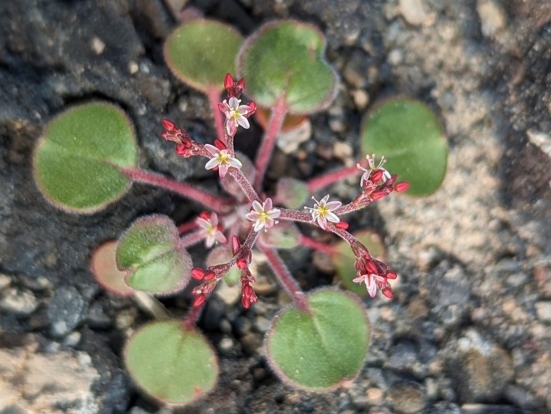 Lunar Crater Buckwheat photo 7