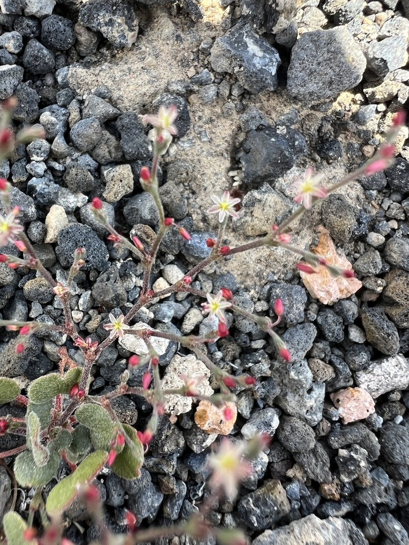 Lunar Crater Buckwheat photo 8