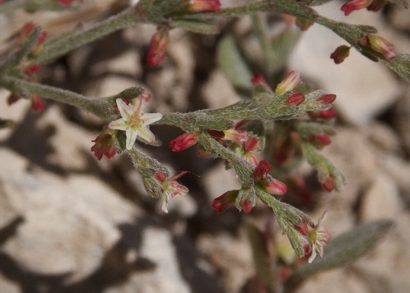 Red Creek Buckwheat