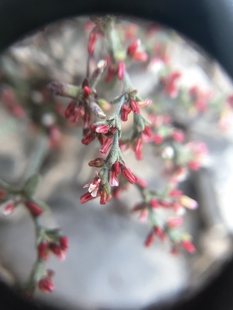 Red Creek Buckwheat photo 2