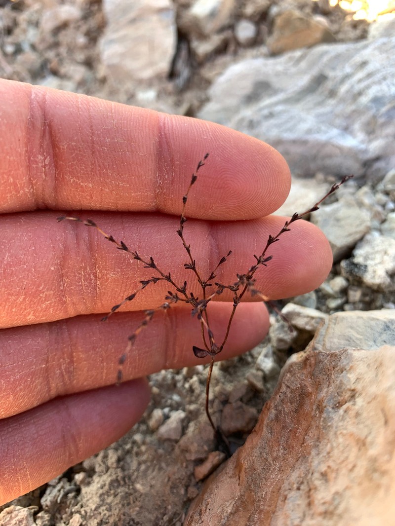 Red Creek Buckwheat photo 3