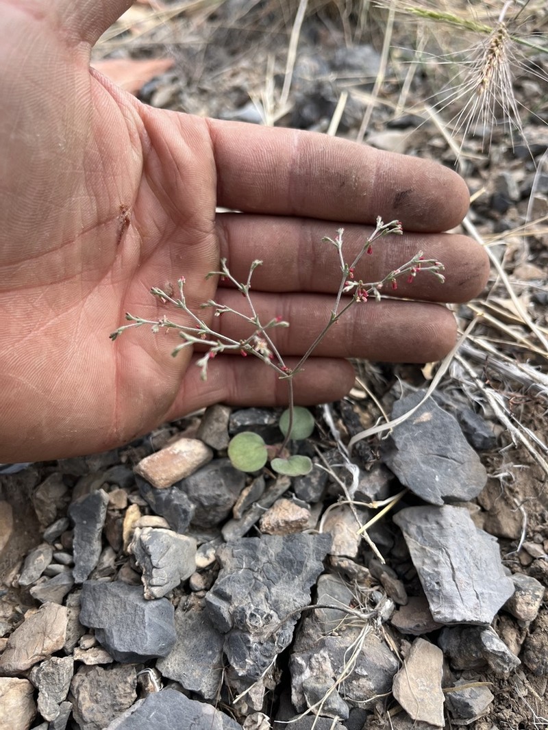 Red Creek Buckwheat photo 4