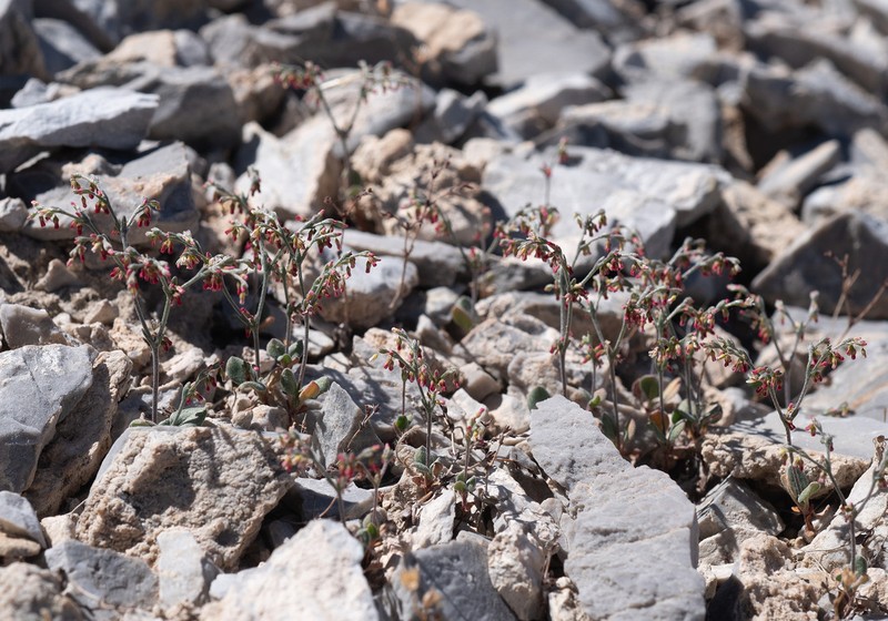 Red Creek Buckwheat photo 5