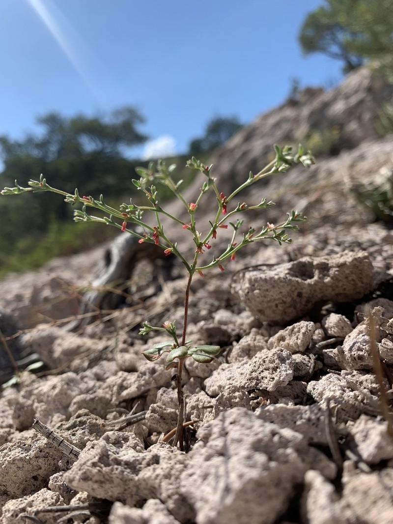 Red Creek Buckwheat photo 6