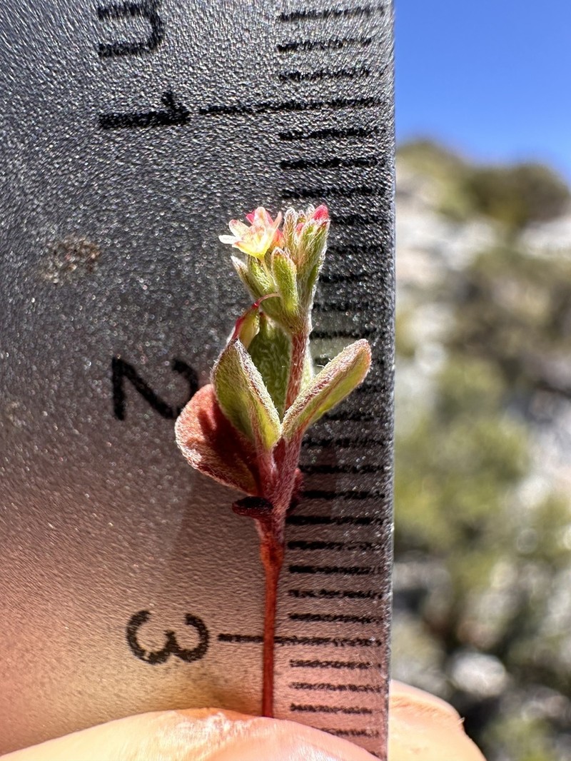 Red Creek Buckwheat photo 7