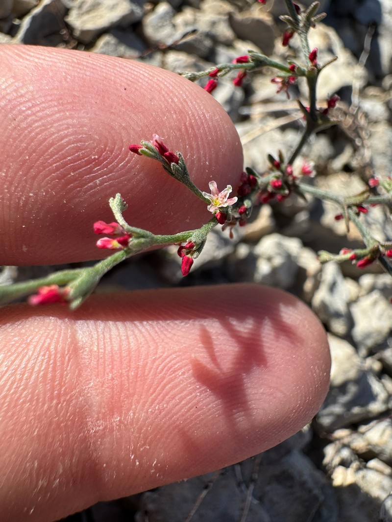 Red Creek Buckwheat photo 8