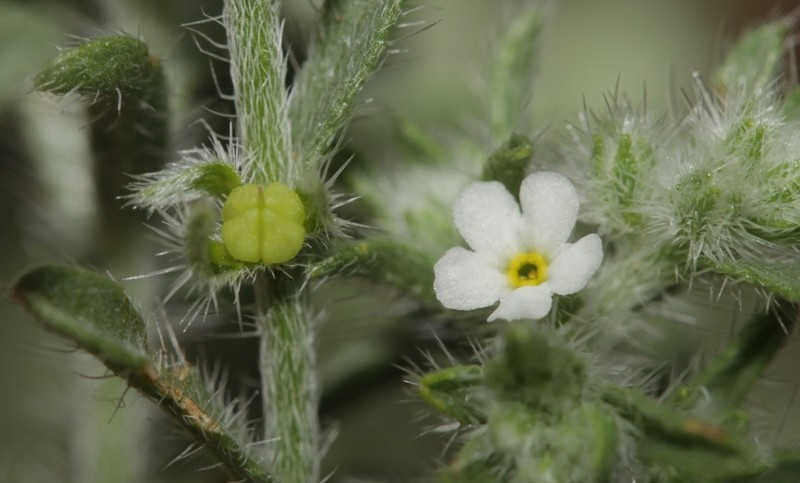 New Mexico Cryptantha