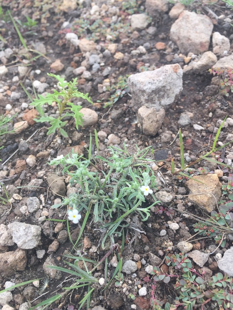 New Mexico Cryptantha photo 2