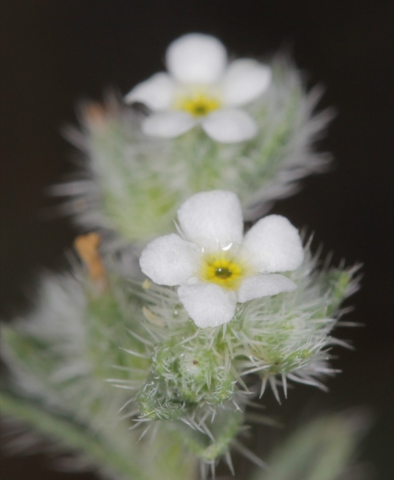 New Mexico Cryptantha photo 3