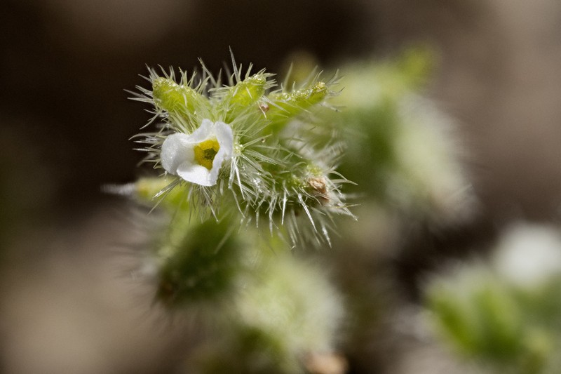 New Mexico Cryptantha photo 4