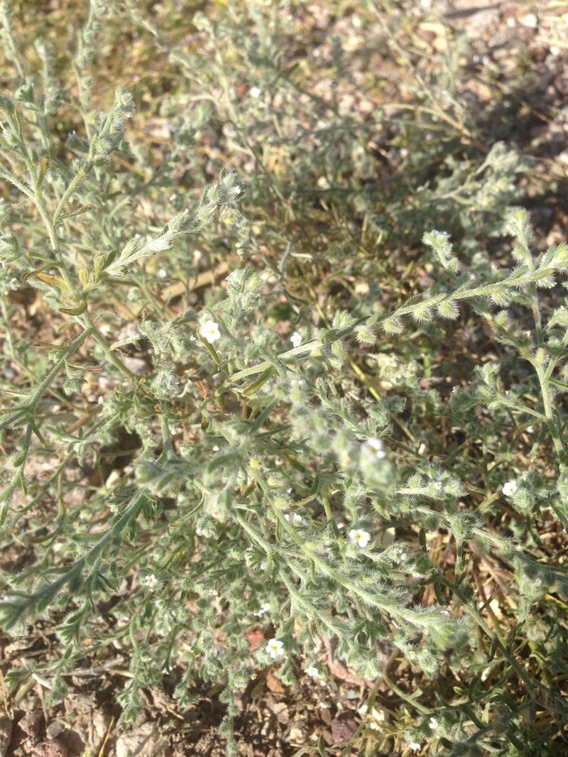 New Mexico Cryptantha photo 5