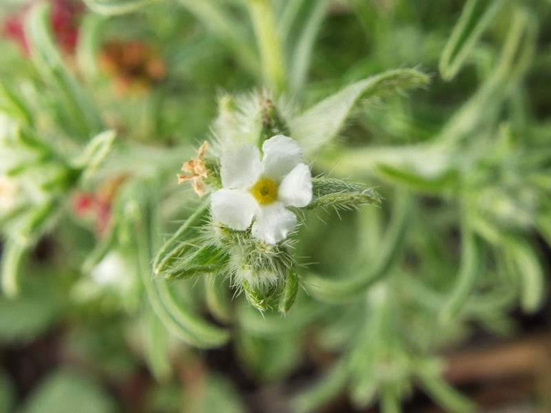 New Mexico Cryptantha photo 6
