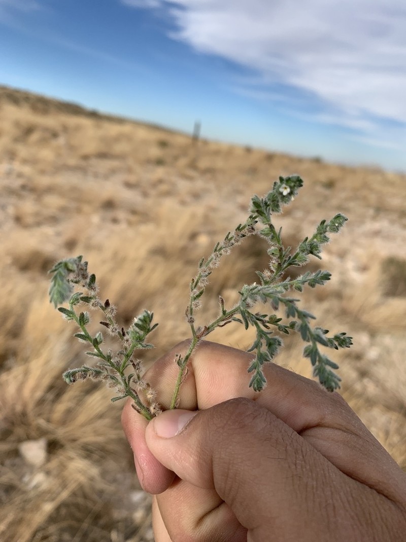 New Mexico Cryptantha photo 7