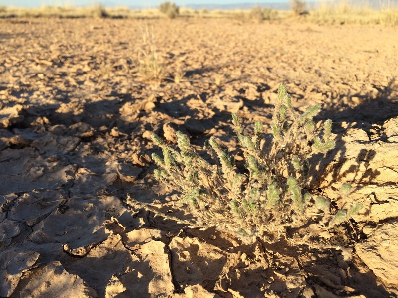 New Mexico Cryptantha photo 8