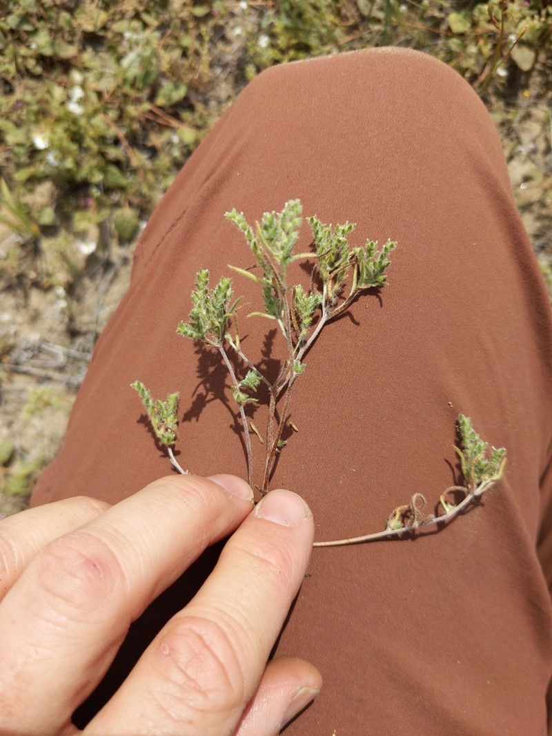 Johnstonella angelica