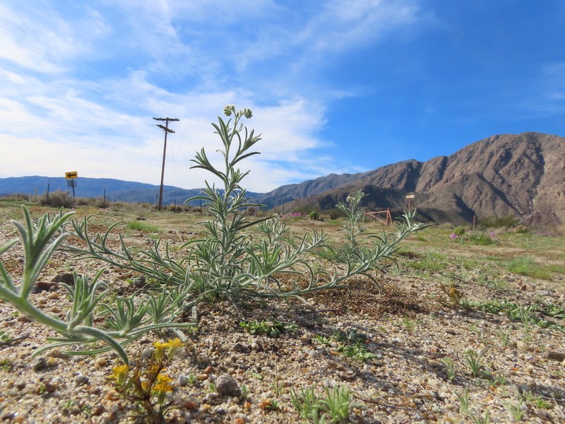 Panamint Cryptantha