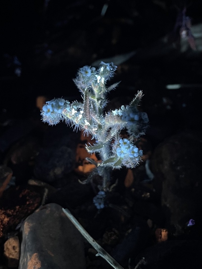Panamint Cryptantha photo 2