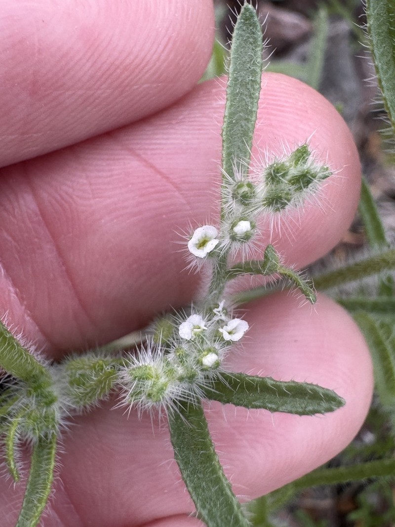 Panamint Cryptantha photo 3