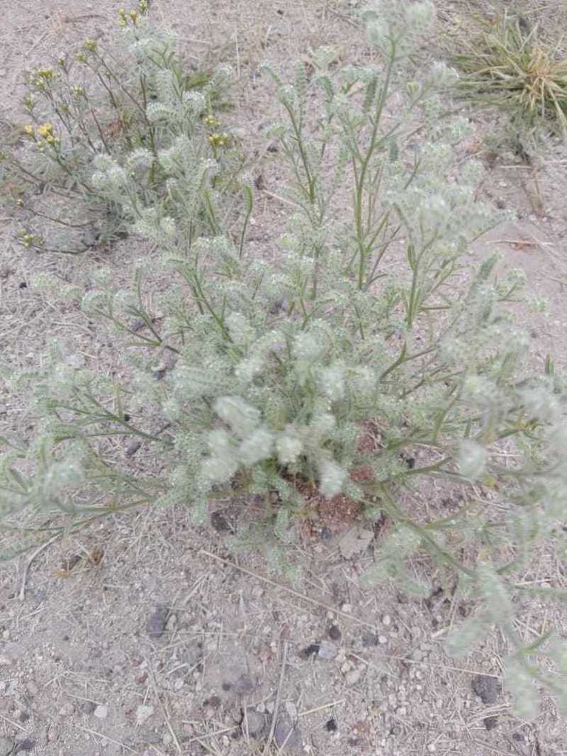 Panamint Cryptantha photo 4