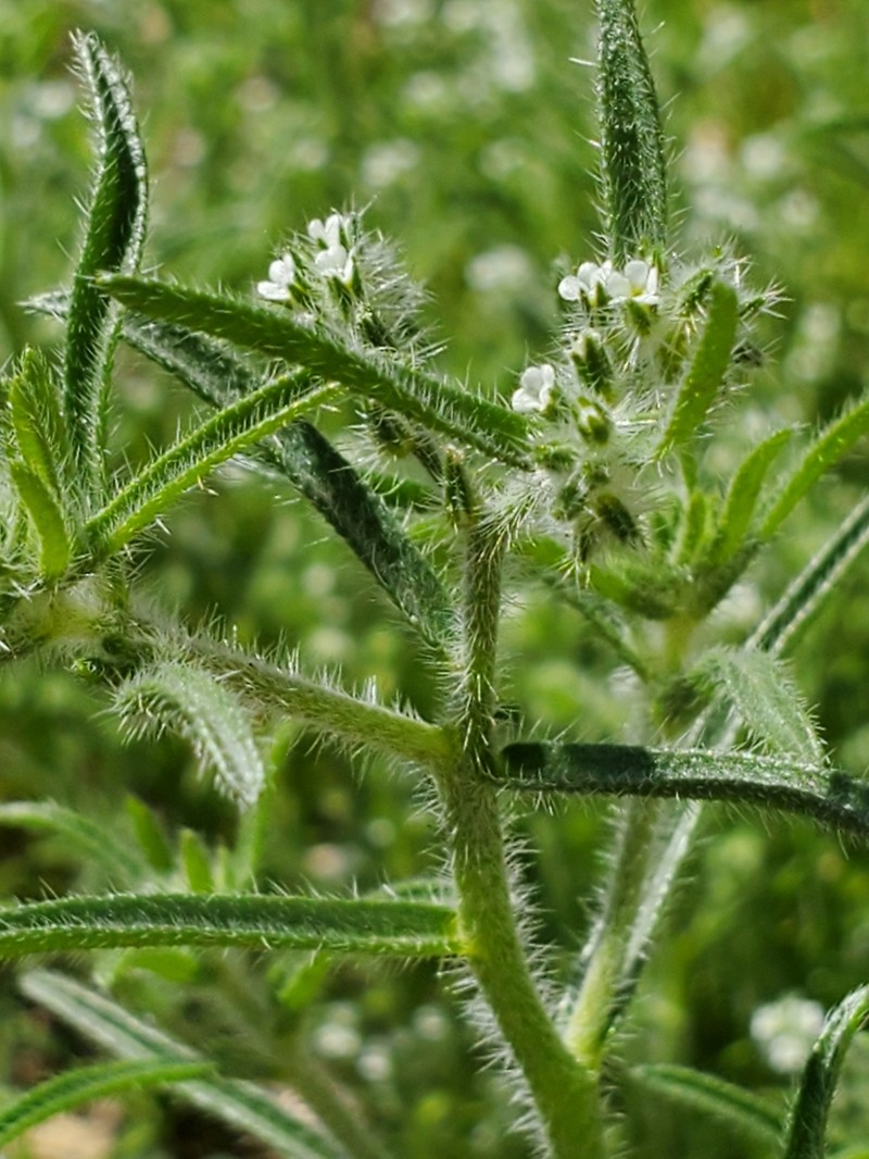 Panamint Cryptantha photo 5