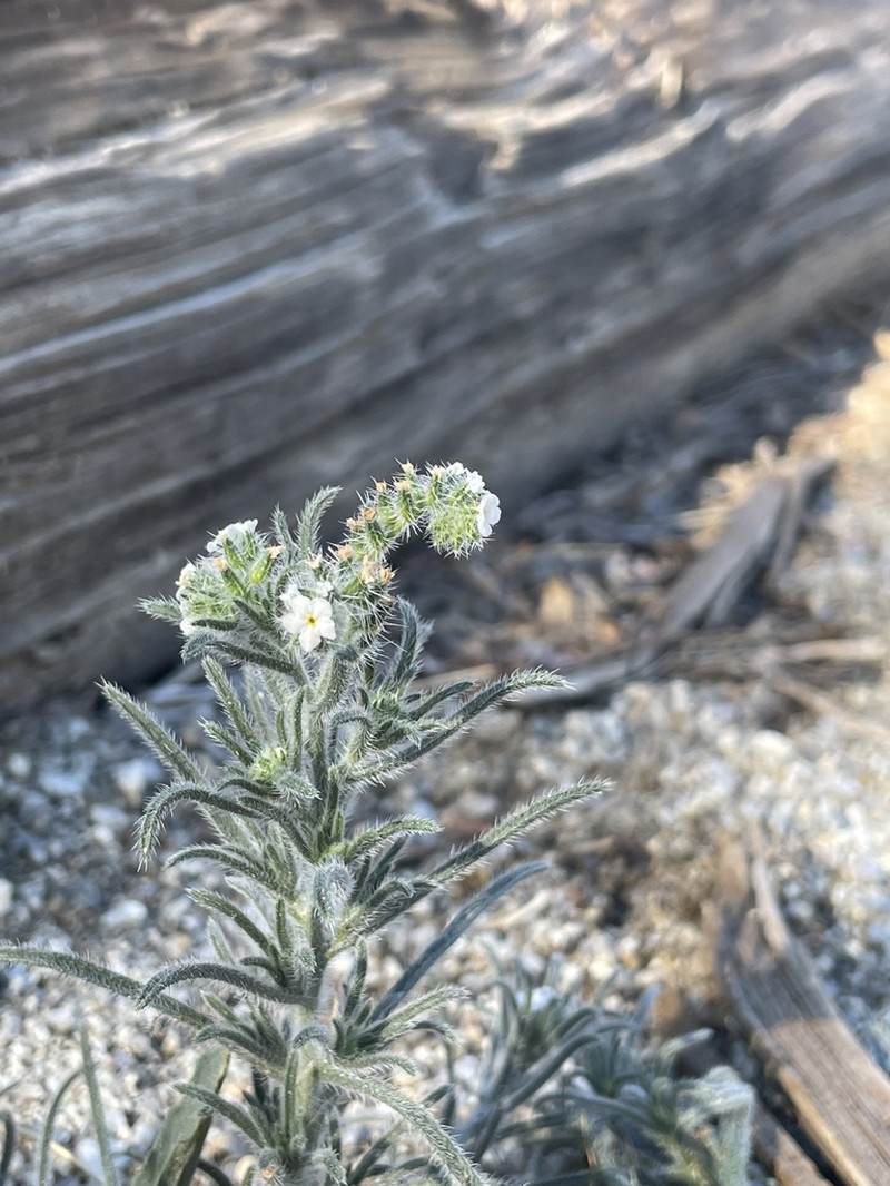 Panamint Cryptantha photo 6