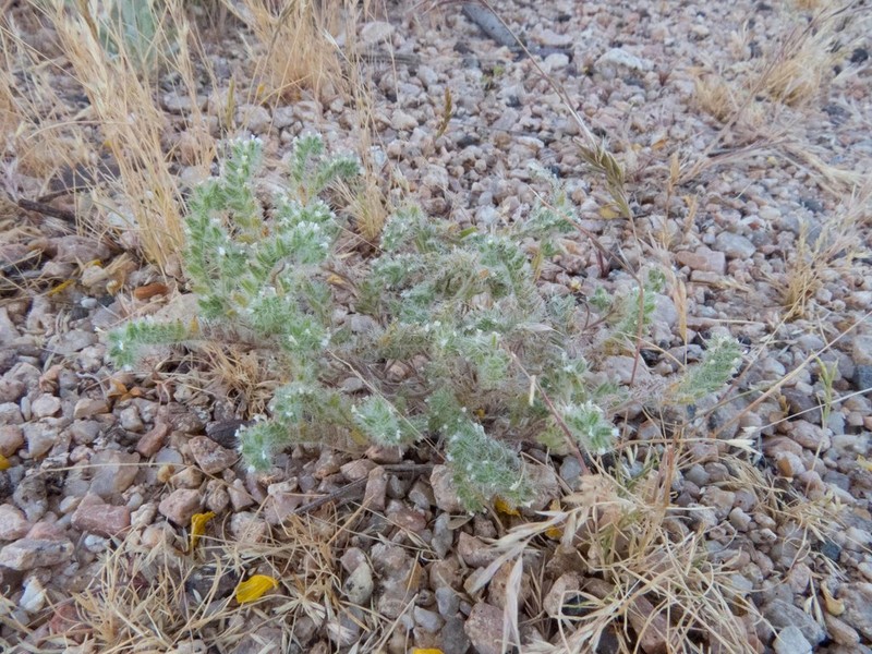 Panamint Cryptantha photo 7