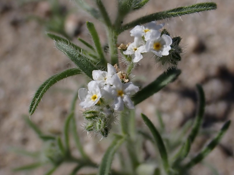 Panamint Cryptantha photo 8