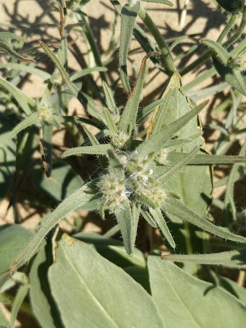 Ribbed Cryptantha photo 2