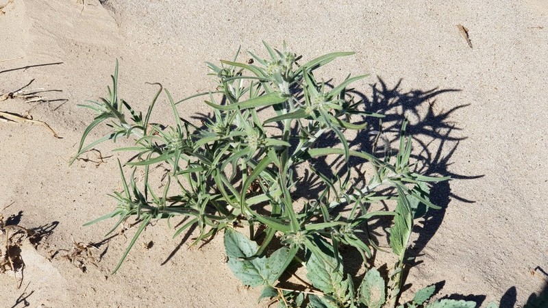 Ribbed Cryptantha photo 3