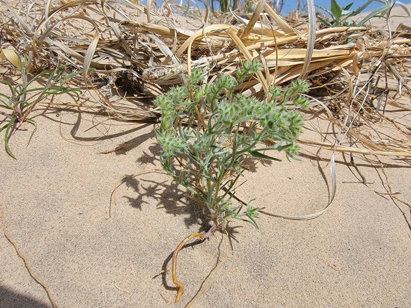 Ribbed Cryptantha photo 4