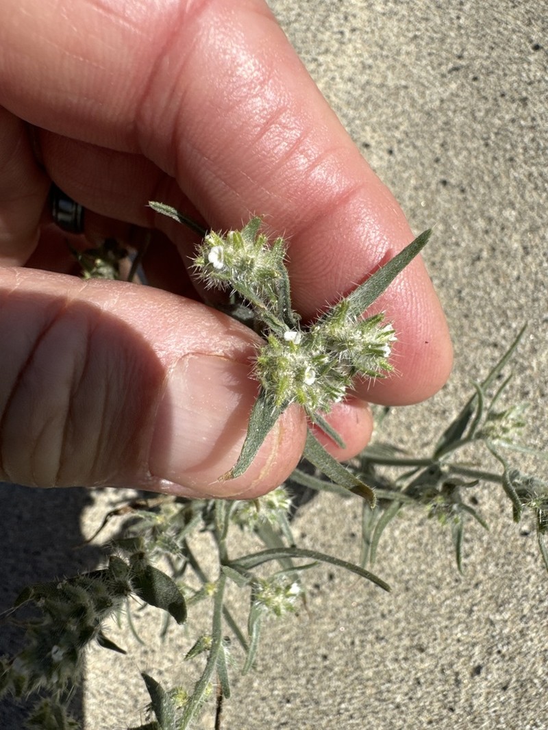 Ribbed Cryptantha photo 5