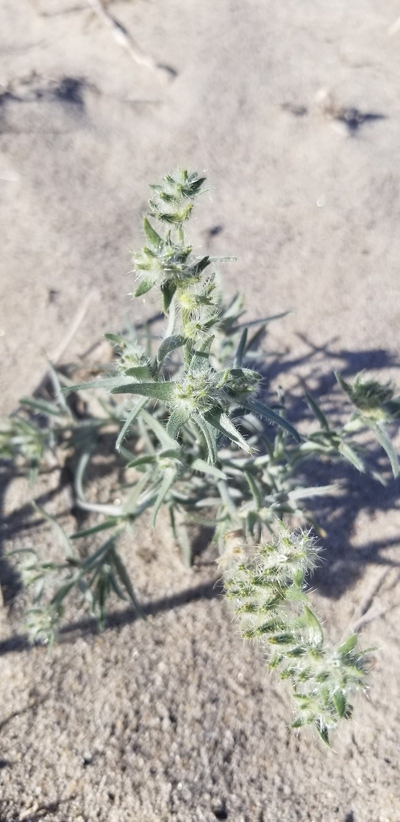 Ribbed Cryptantha photo 6