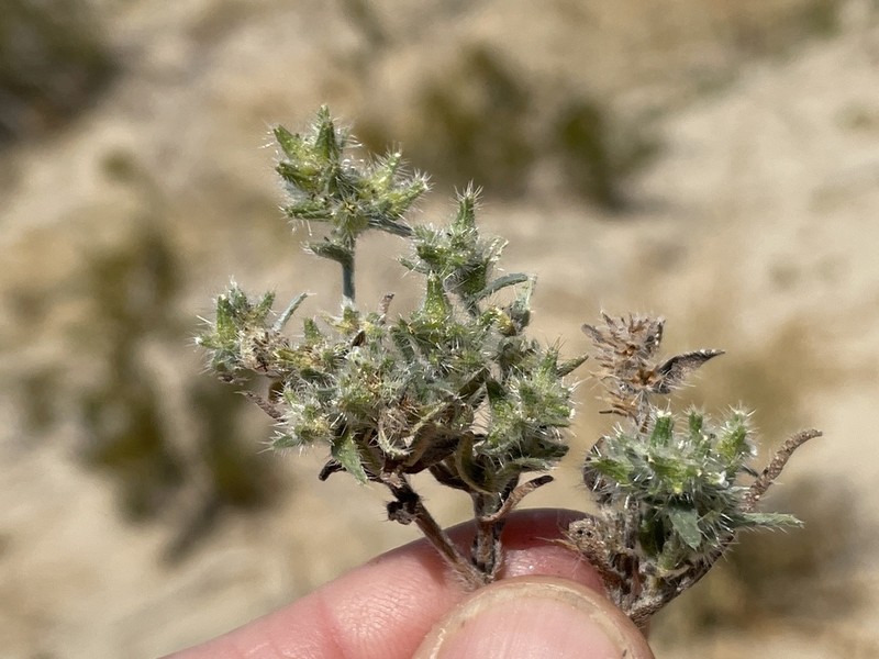 Ribbed Cryptantha photo 7