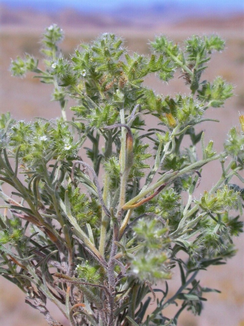 Ribbed Cryptantha photo 8