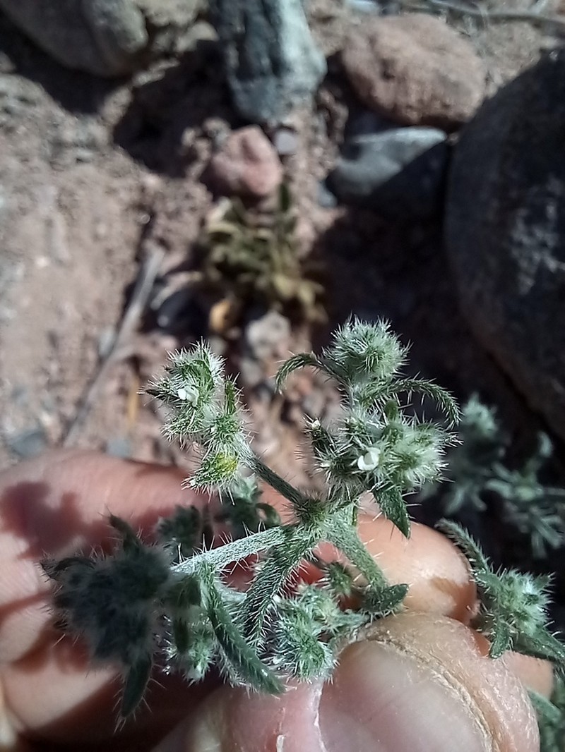 Johnstonella diplotricha