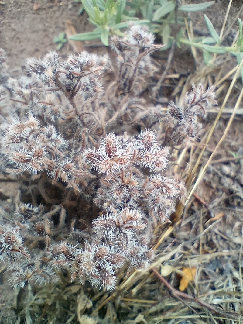 Johnstonella diplotricha photo 2