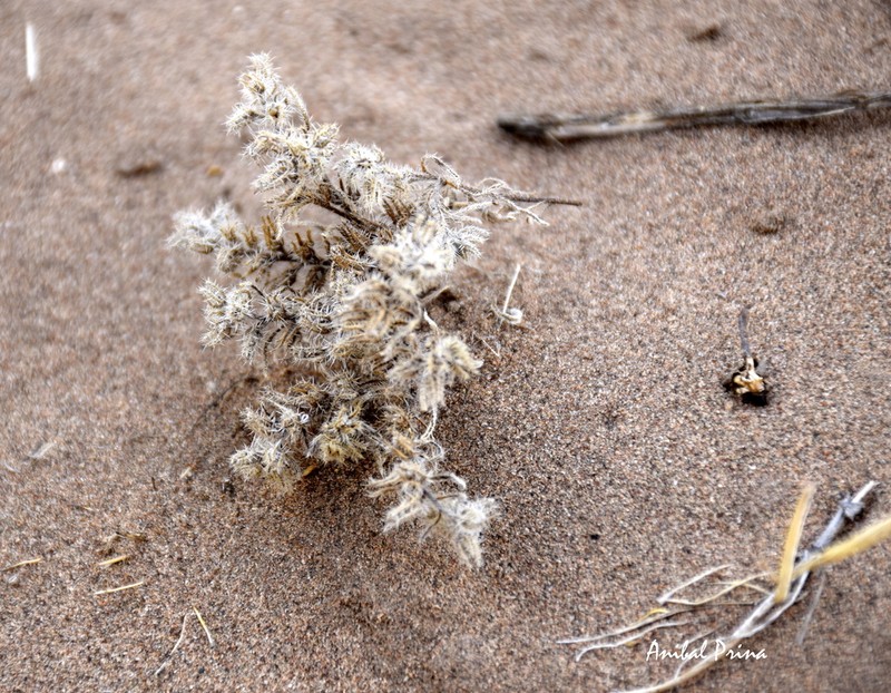 Johnstonella diplotricha photo 3
