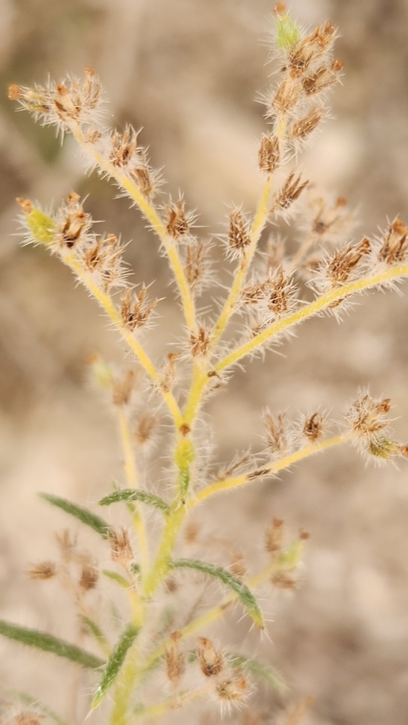 Johnstonella fastigiata